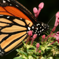 FOTOS | Inauguración del Mariposario